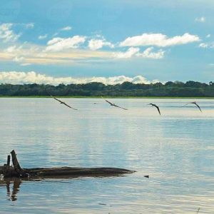 Sínodo especial para a Amazônia será realizado em outubro de 2019