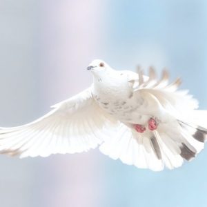 Intolerância Religiosa
